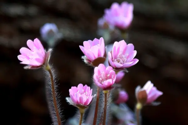 Métodos Naturais para Secar Flores e Preservá-las por Anos