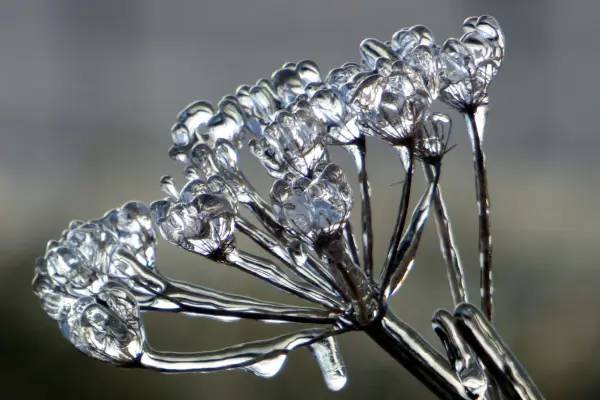 Como Preservar Flores com Sílica Gel de Forma Eficiente