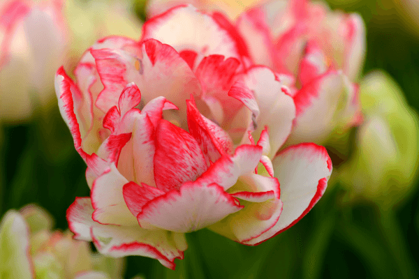  Como Secar Rosas e Outras Flores Delicadas sem Danificá-las